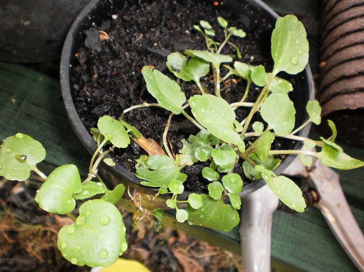 Watercress  Nasturtium officinale.JPG - Nasturtium officinale:  Watercress